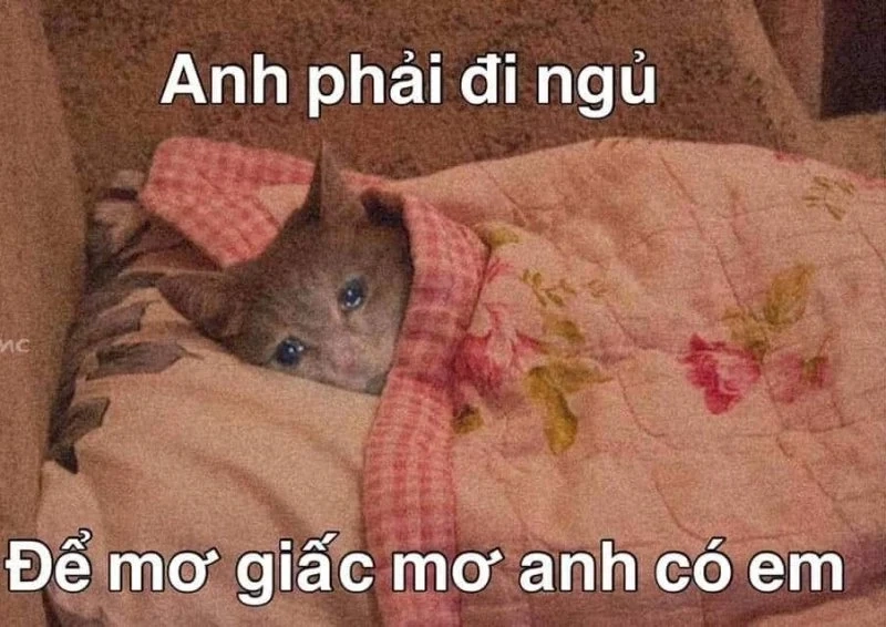 Meme mèo mất ngủ khiến bạn cảm thấy dễ chịu dù không ngủ được.