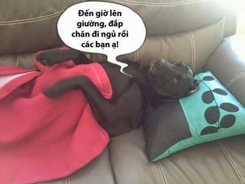 Meme ngủ quên hài hước giúp bạn thư giãn trước khi ngủ.