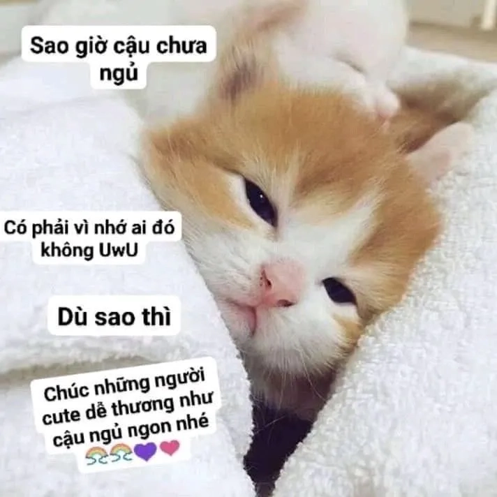 Meme ngủ sớm là lời khuyên dễ thương giúp bạn có giấc ngủ ngon.