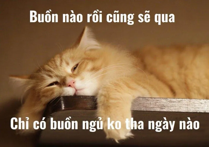 Meme mèo ngủ dậy dễ thương sẽ khiến bạn cảm thấy dễ chịu và thoải mái.