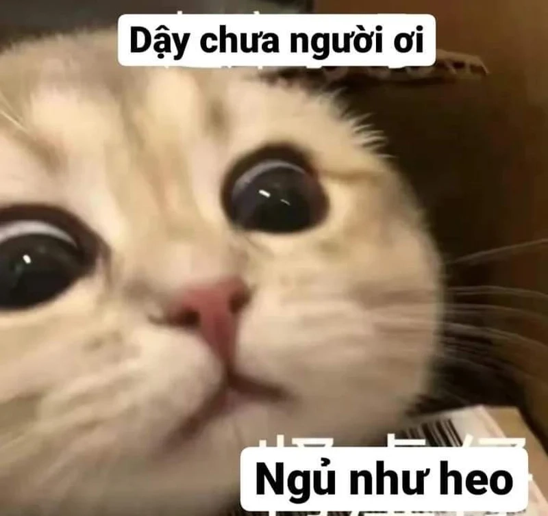 Meme giận dỗi khiến mọi người phải bật cười với biểu cảm cực kỳ dễ thương.