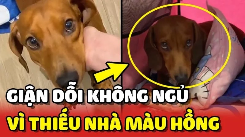 Đừng giận mà meme này sẽ giúp bạn cảm thấy vui vẻ trở lại.