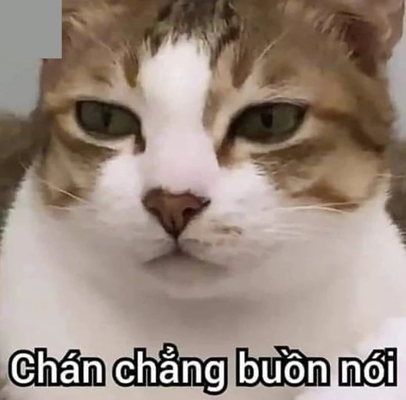 Meme mèo hết cứu luôn khiến bạn phải bật cười với biểu cảm đáng yêu!