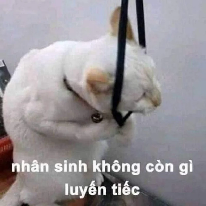 Chắc chắn không ai cứu được em, nhưng meme này khiến bạn phải cười!