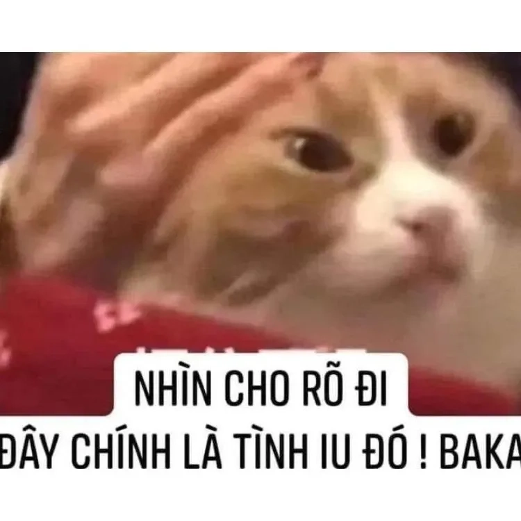 Chia sẻ tình cảm sâu sắc qua my beloved meme.