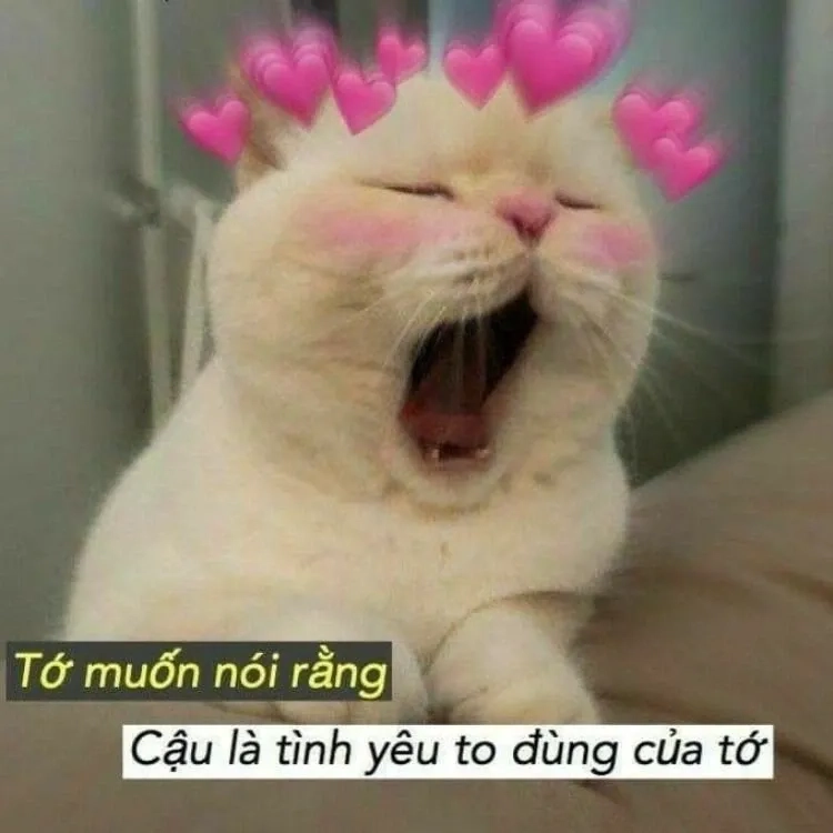 Thể hiện tình cảm qua my love for you meme dễ thương.