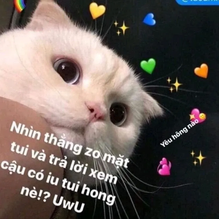 Cảm nhận sự yêu thương qua những they love me meme dễ thương.