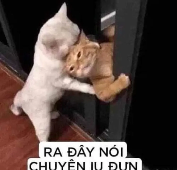 Meme lovely là những khoảnh khắc ngọt ngào bạn không thể bỏ qua.