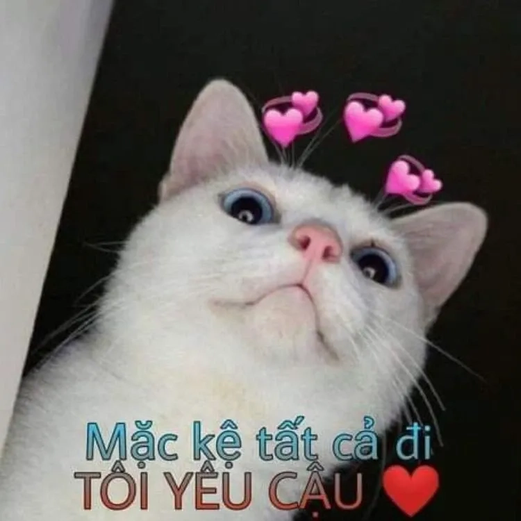 Những funny love meme mang đến tiếng cười vui vẻ về tình yêu.