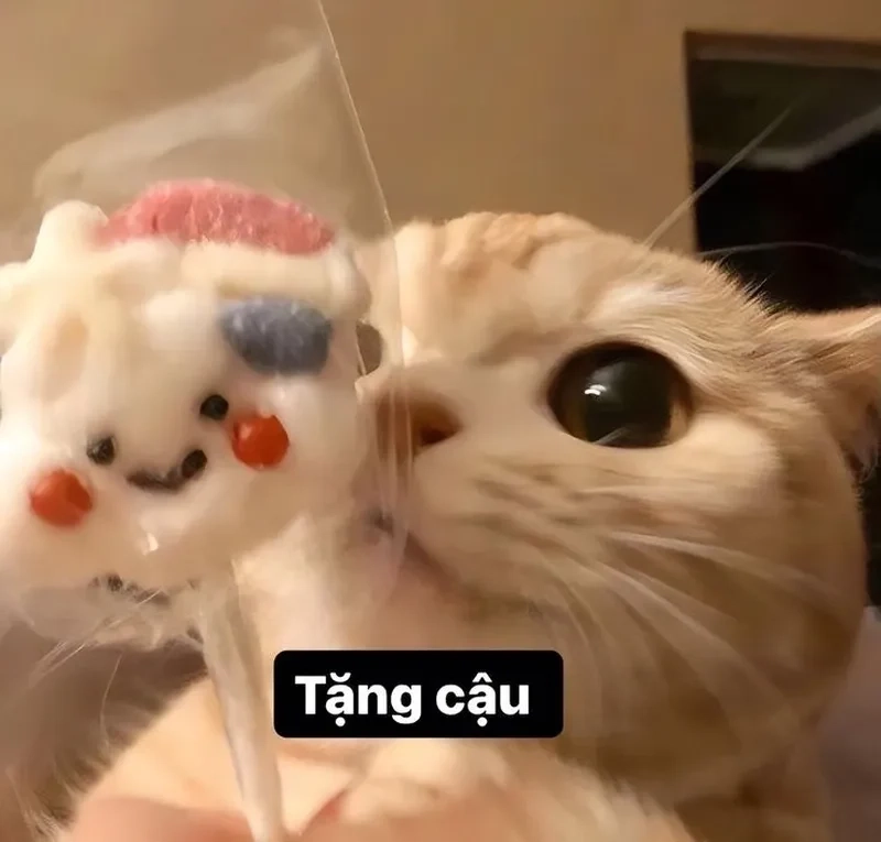 Hình ảnh mèo cute meme tặng hoa khiến trái tim bạn không ngừng tan chảy.