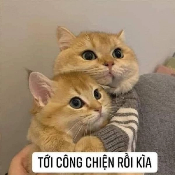 Meme mèo ăn bánh dễ thương, khiến người xem bật cười vì nét đáng yêu.