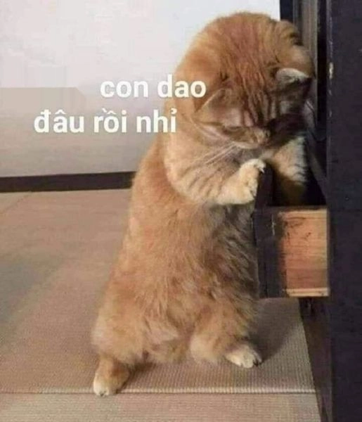 Meme mèo ăn bim bim vui nhộn, làm sinh động thêm mọi cuộc trò chuyện.