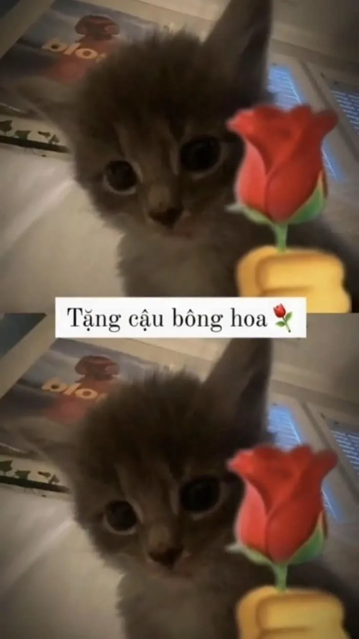 Tặng trái tim meme là cách bày tỏ tình cảm vừa vui nhộn vừa ý nghĩa.