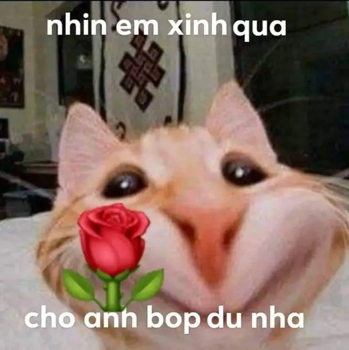 Meme mèo trái tim lan tỏa tình yêu đến mọi người, đầy sáng tạo.