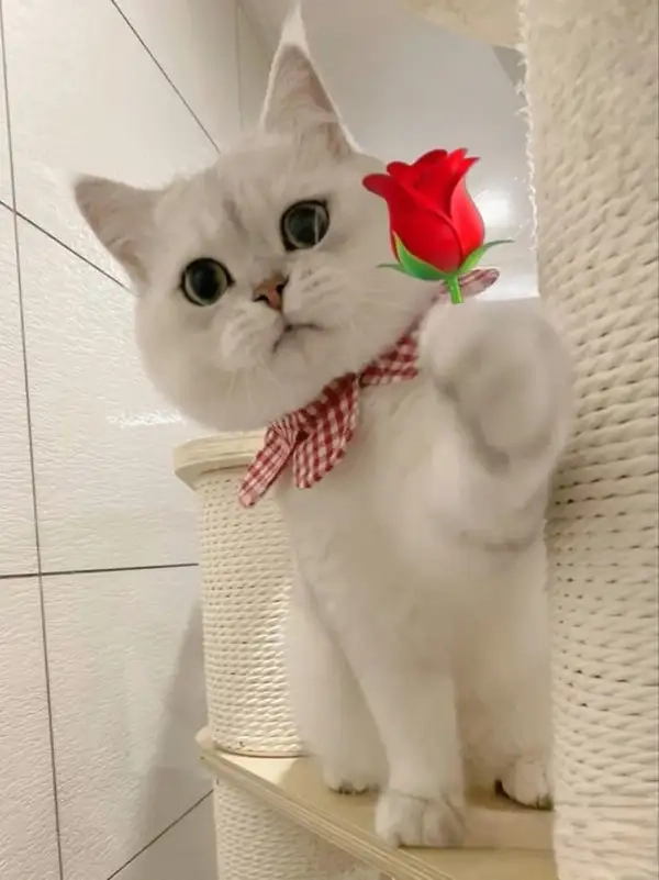 Meme tặng hoa cute sẽ khiến bạn mỉm cười mãi không thôi.