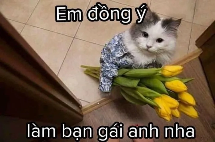 Bông hồng meme tặng hoa là món quà tinh tế, gửi gắm tình cảm.