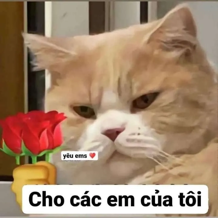 Meme tặng hoa mèo lan tỏa cảm xúc tích cực.