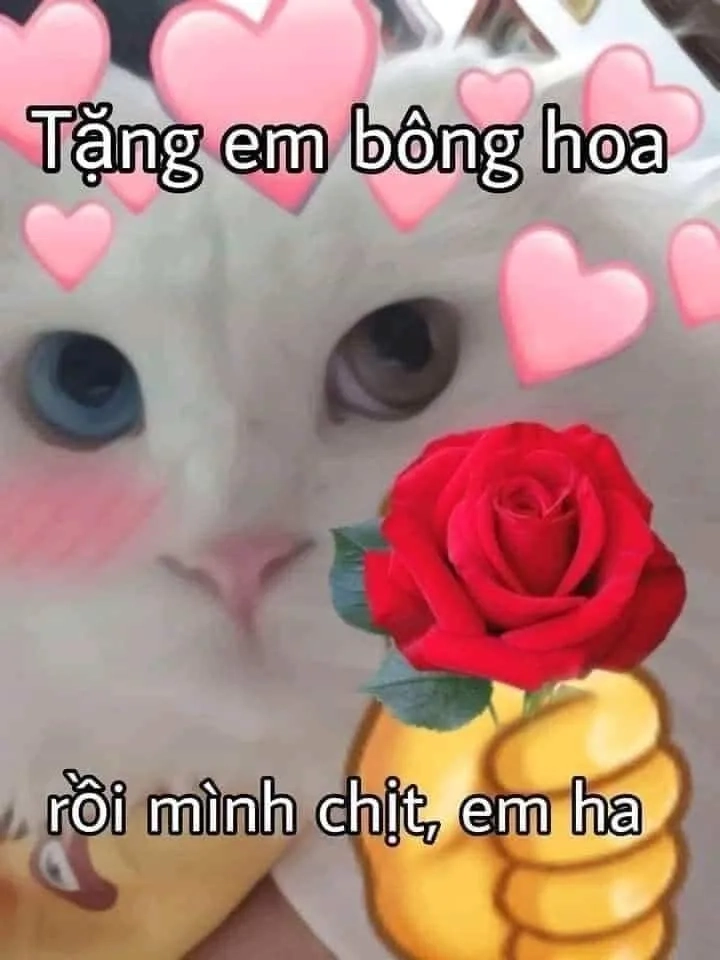 Ảnh meme con mèo tặng hoa cực kỳ đáng yêu.