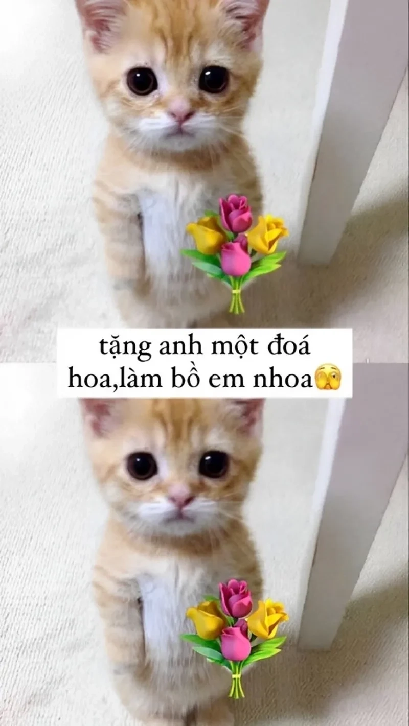 Meme con mèo tặng hoa thể hiện tình yêu ngọt ngào và dễ thương.