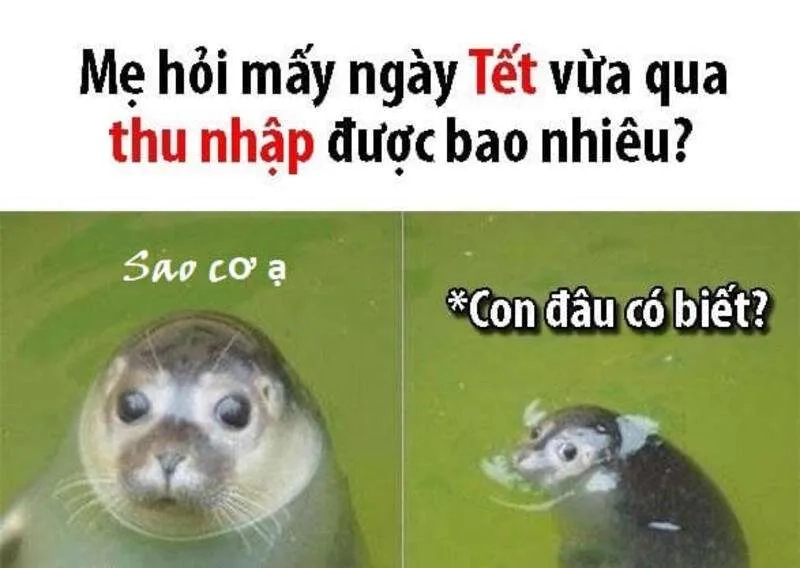 Mèo meme tết siêu cute khiến bạn không thể ngừng cười đón chào xuân mới!