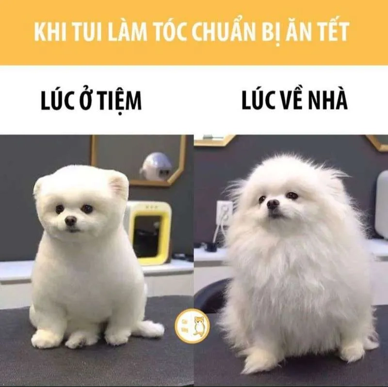 Meme tết mèo siêu dễ thương, giúp bạn thư giãn trong những ngày đầu năm!