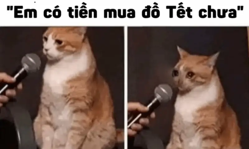 Thay ngay avatar tết meme mèo để chào đón năm mới đầy năng lượng!