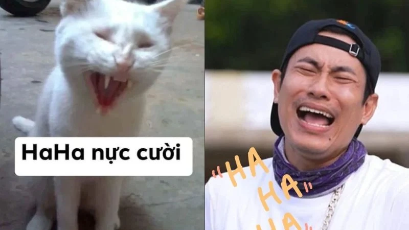 Chắc chắn sẽ có niềm vui trong ngày với vui vẻ meme này.