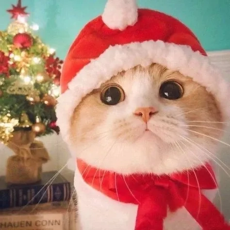 Avatar mèo noel meme dễ thương, là lựa chọn hoàn hảo cho mùa Giáng sinh.