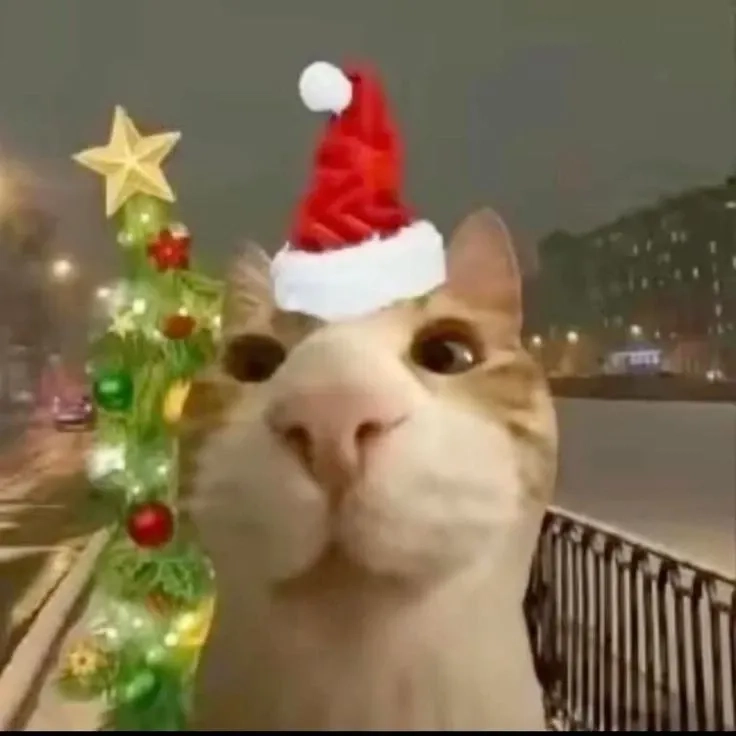 Cat meme noel siêu đáng yêu, là lựa chọn hoàn hảo cho mùa lễ này.