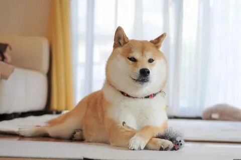 Chó shiba bựa luôn khiến mọi người cười ngả nghiêng với biểu cảm hài hước.