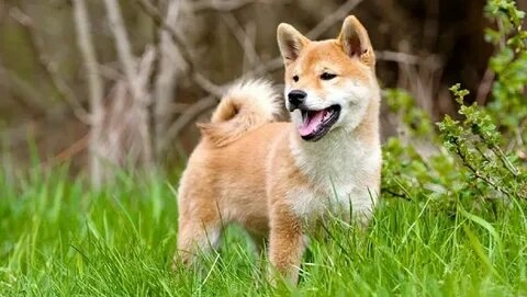 Chó shiba chibi dễ thương trong những hình ảnh vẽ siêu ngộ nghĩnh.