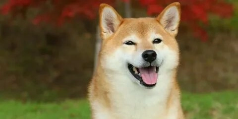 Với chó shiba chibi cute, mọi khoảnh khắc đều trở nên đáng yêu hơn.