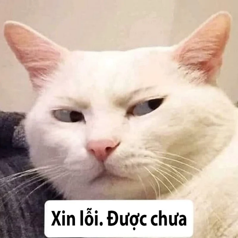 Ảnh mèo meme xin lỗi sẽ giúp bạn thể hiện sự xin lỗi một cách dễ thương mà không kém phần hài hước.