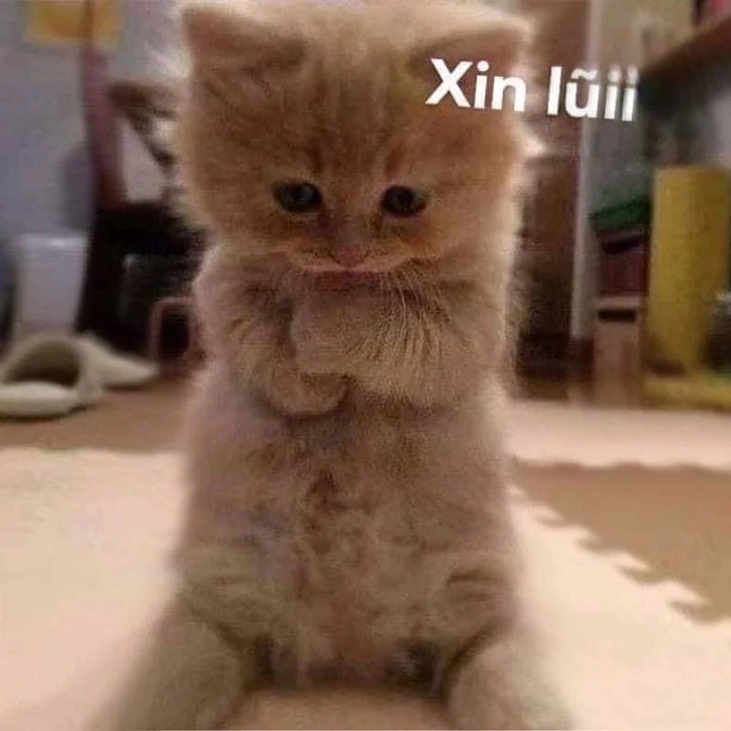 Một tụt quần xin lỗi meme sẽ khiến bạn cười ngất với sự bựa nhưng chân thành.