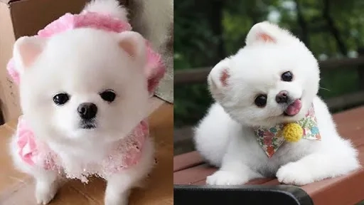 Avatar chó shiba bựa mang lại nét độc đáo, đầy thú vị.