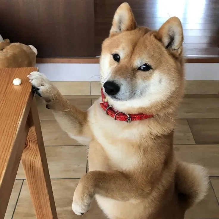 Hình nền shiba cute thêm phần đáng yêu cho không gian điện thoại của bạn.