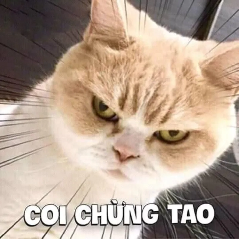 Meme bựa nhất khiến bạn cười nghiêng ngả ngay từ ánh nhìn đầu tiên.