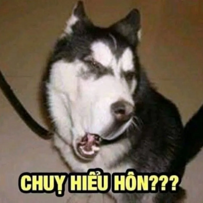 Ảnh meme hài hước bựa giúp tăng thêm niềm vui mỗi ngày.