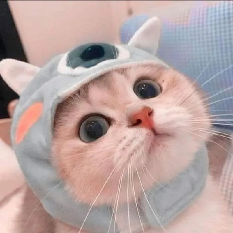 Với ava mèo cute, bạn sẽ luôn tạo ấn tượng dễ thương.