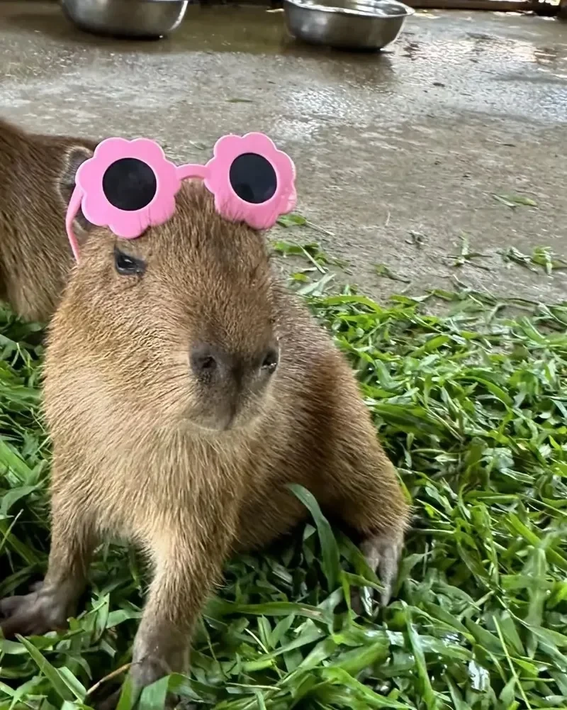 capybara driving meme với hình ảnh capybara lái xe sẽ khiến bạn không thể nhịn cười.