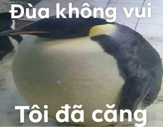 Ảnh meme cánh cụt cute lan tỏa sự vui nhộn đến mọi người.