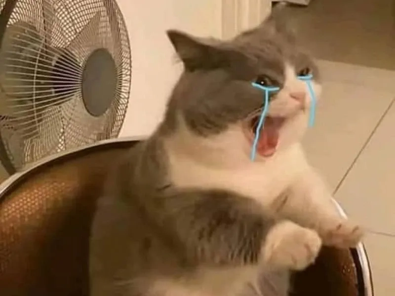 smile cry meme mang đến sự hòa quyện giữa nụ cười và nước mắt trong một meme cực kỳ độc đáo.