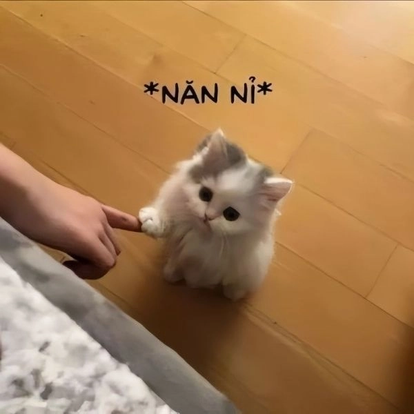 Ảnh mèo cute meme sẽ làm bạn yêu thích ngay từ lần đầu nhìn thấy.