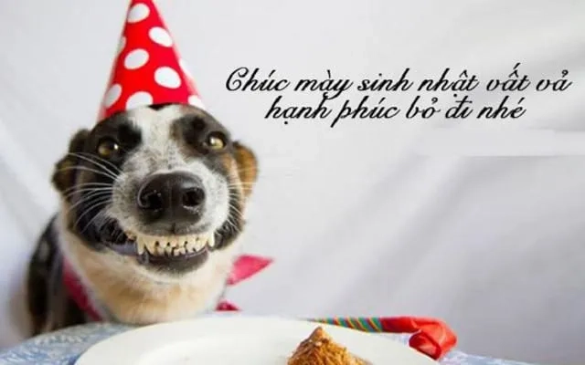 Happy Birthday Funny Meme là cách tuyệt vời để khiến mọi người cười trong ngày sinh nhật.