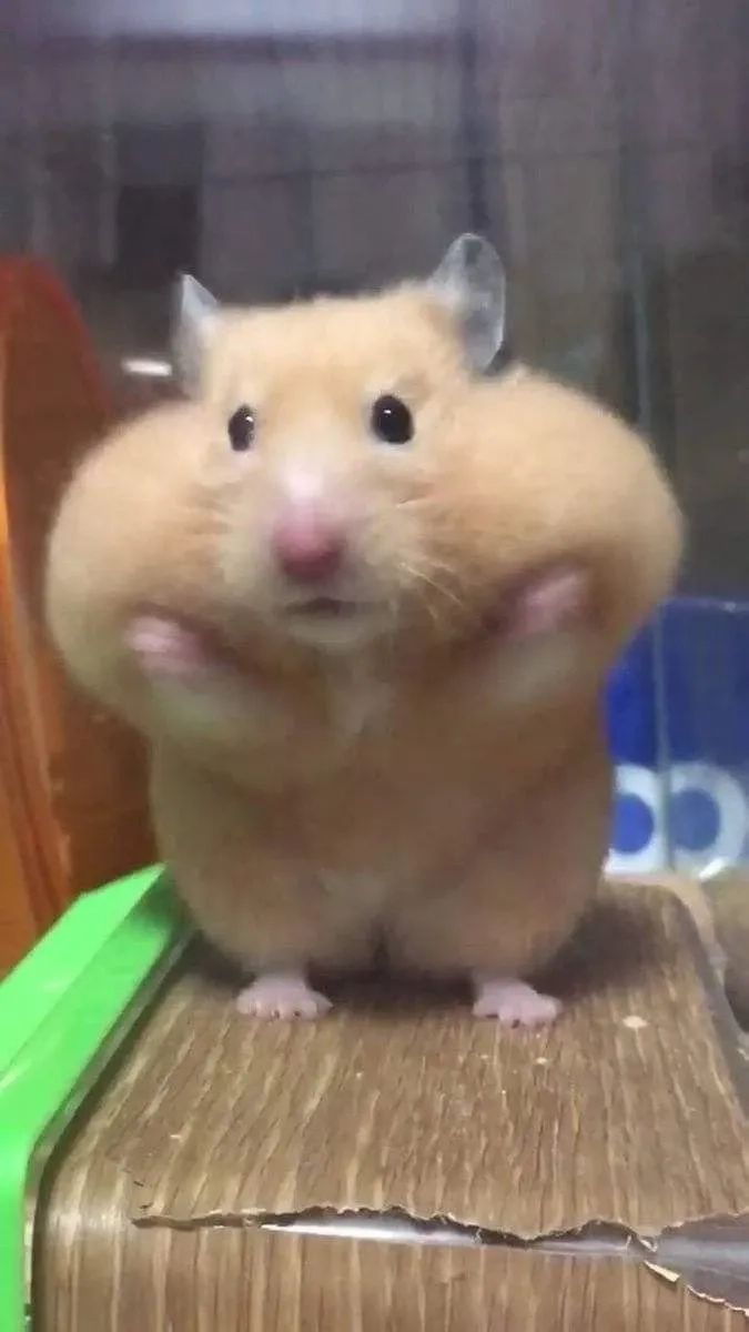 Nhộn hài meme chuột hamster cho bạn phút giây thư giãn tuyệt vời.