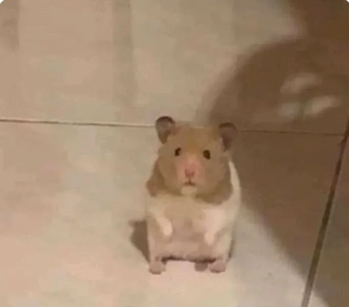 Hình ảnh chuột hamster meme ngộ nghĩnh và cực kỳ thú vị.