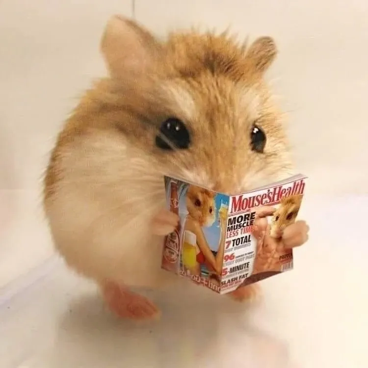 Meme ảnh chuột hamster bựa hài hước và độc đáo vô cùng.