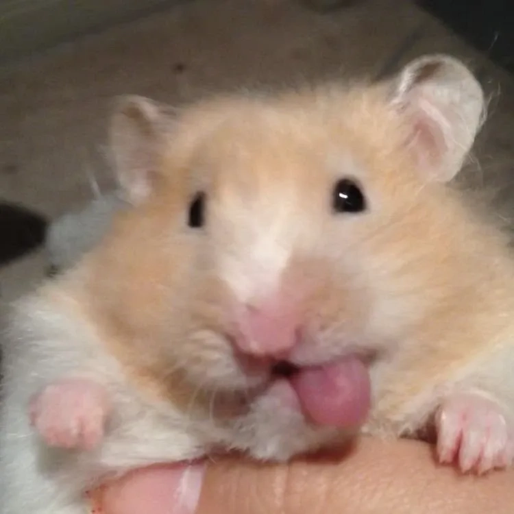 Cute hài hước meme chuột hamster khiến mọi người bật cười không ngừng.