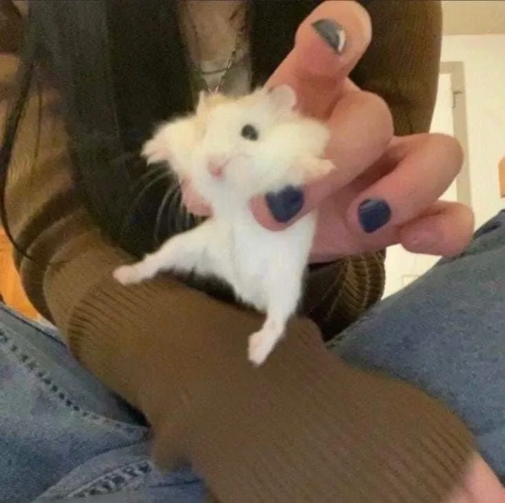 Avatar chuột hamster meme luôn là lựa chọn sáng giá để bạn tạo ấn tượng.