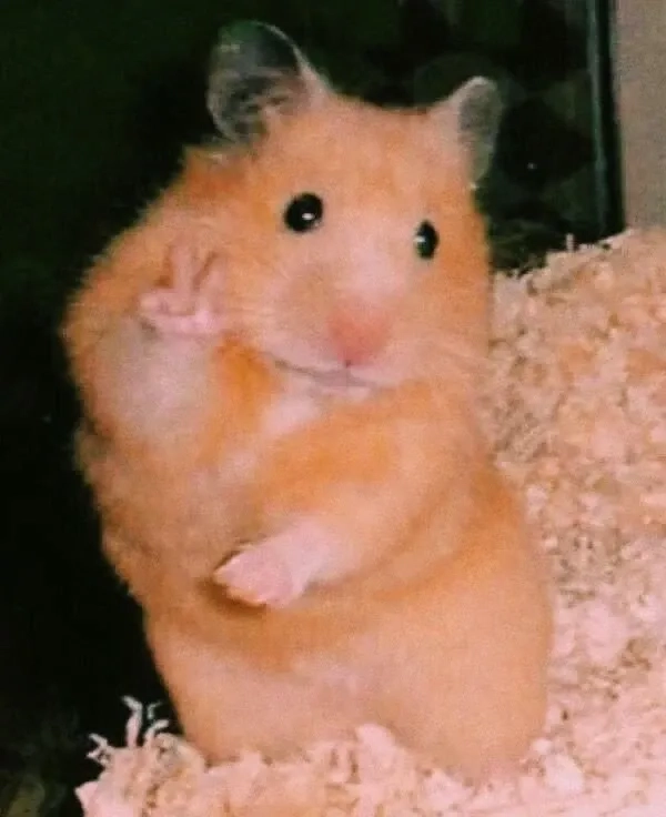 Meme chuột hamster khóc đầy cảm động và rất dễ thương.